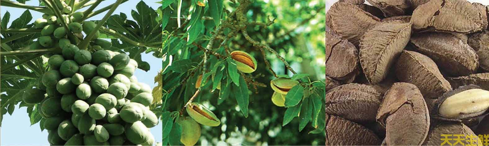 鲍鱼果,鲍鱼果全攻略(图2) 鲍鱼果,鲍鱼果全攻略(图2)