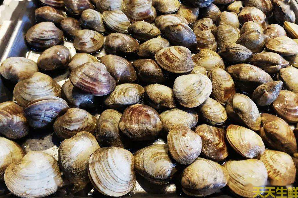 广州送菜公司分享:常见的海鲜贝类有哪些?(图4) 广州送菜公司分享:常见的海鲜贝类有哪些?(图4)
