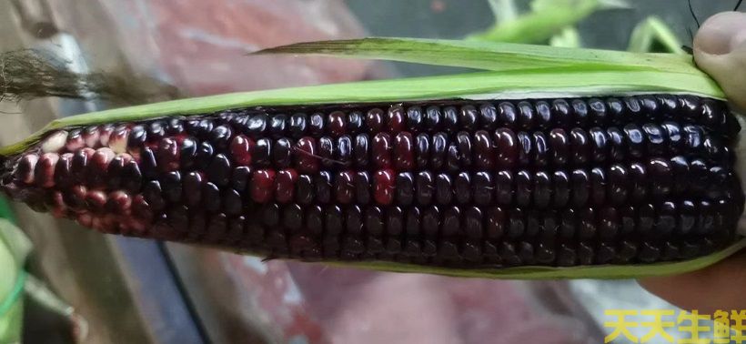 ũƷ͸㣬׵ƷЩ(ͼ2)