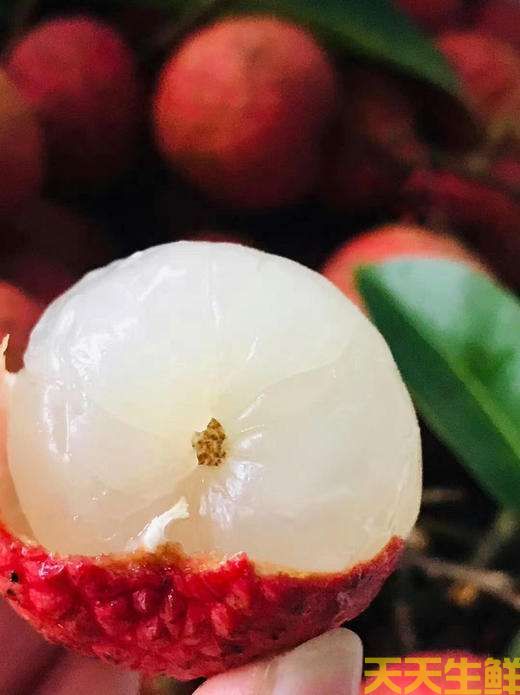 荔枝的品种有哪些?广州蔬菜配送公司科普(图16) 荔枝的品种有哪些?广州蔬菜配送公司科普(图16)